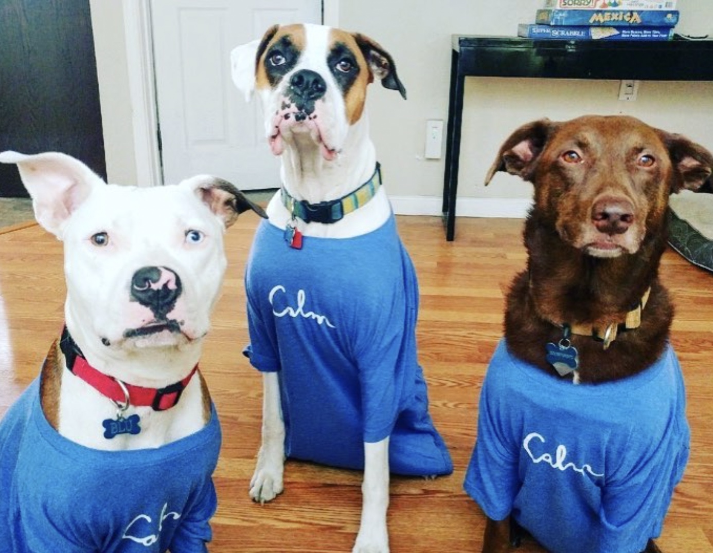 Dogs with calm shirt